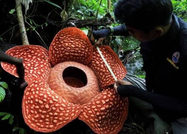 印尼苏门答腊雨林中发现有史以来最大的“食人花”腐尸花直径达111厘米