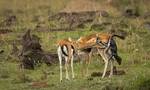 肯尼亚马赛马拉国家保护区猎豹亲舔初生羚羊 下一秒追杀咬死