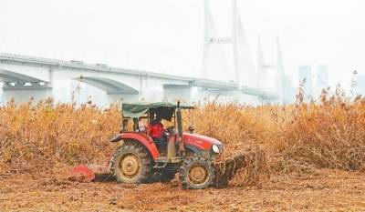 江滩芦苇来年再见