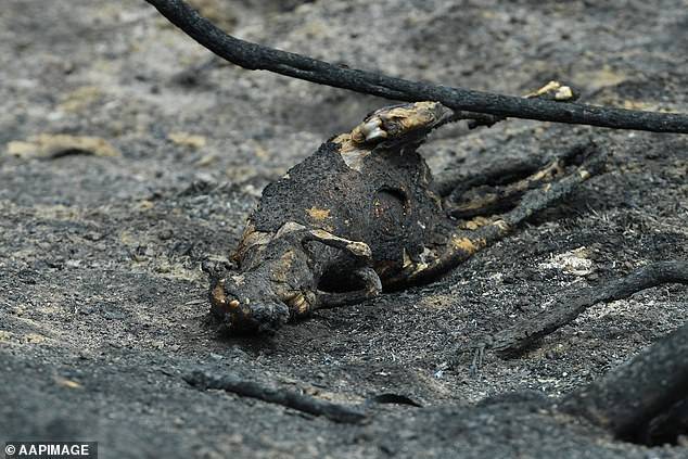 被山火烧死的袋鼠（图片来源：《每日邮报》）