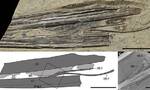 金刚山剑头翼龙的新标本中首次发现长三角形的基舌骨