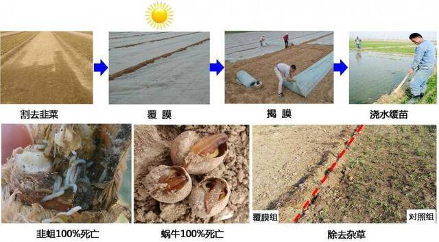 高产玉米、韭蛆绿色防控体系等技术获得国家科学技术奖