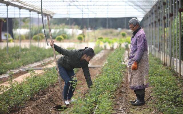 对玫瑰过敏的云南“花香兰” 靠种花带领村里乡亲致富