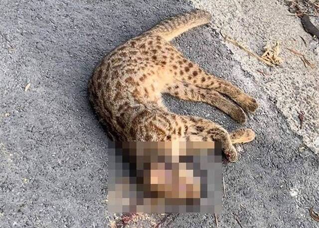 台湾豹猫疑遭汽车辗死离警示牌仅2公里