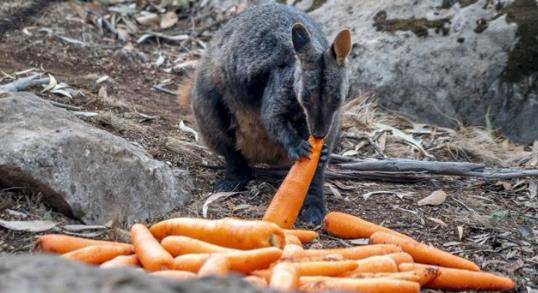 帚尾岩袋鼠（图源：澳洲第7新闻网）