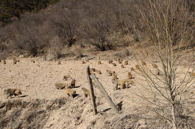 四川甘孜惊现“花果山” 200余只猕猴下山觅食