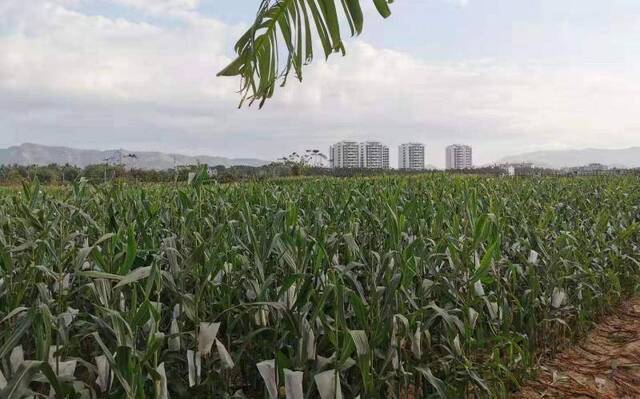 农业农村部发文加强农业转基因生物监管，道道全等曾违规