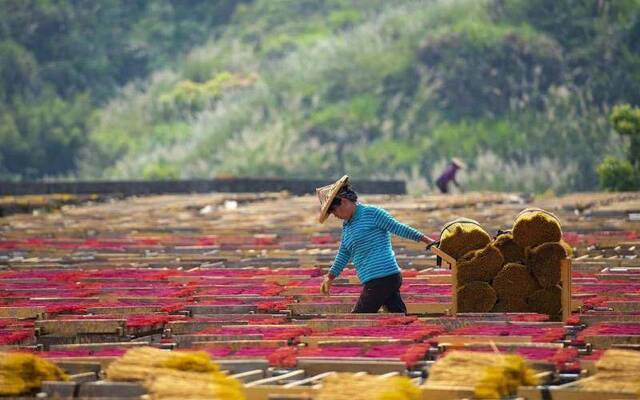 快过年了 “中国香都”制香人迎来一年最忙的时候