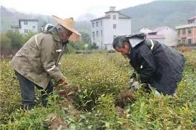 春节来临之际武义花木俏