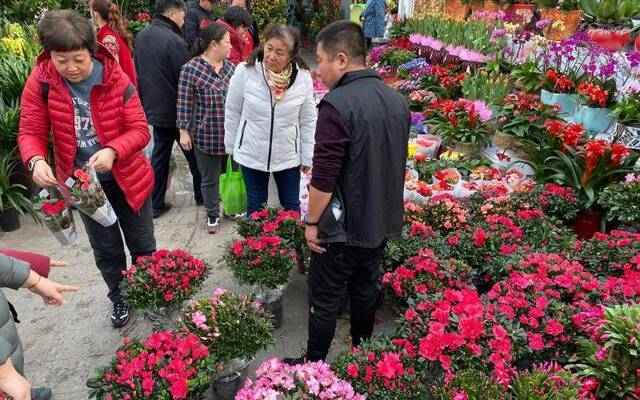 鲜花之路 北京年宵花产业溯源