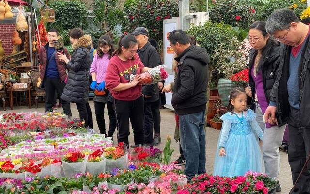 鲜花之路 北京年宵花产业溯源