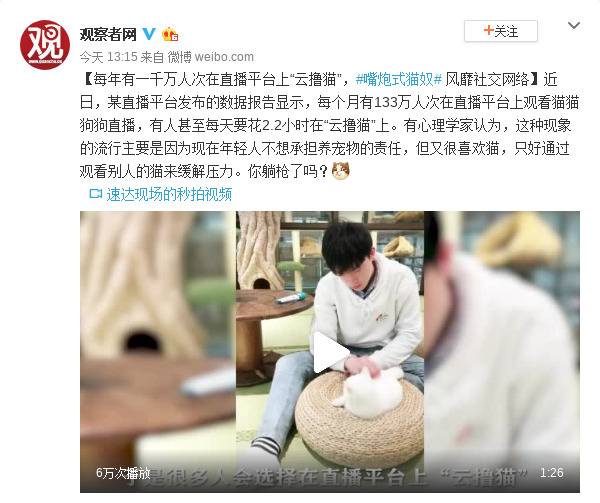 嘴炮式猫奴风靡社交网络 每年一千万人“云撸猫”