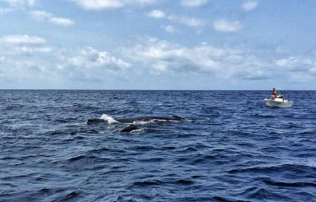 到此一游｜冬季限定体验，去冲绳看座头鲸