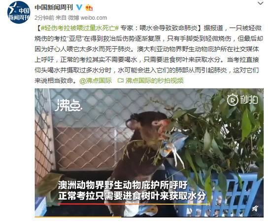 考拉被喂过量水死亡 专家：喂水或引起致命肺炎