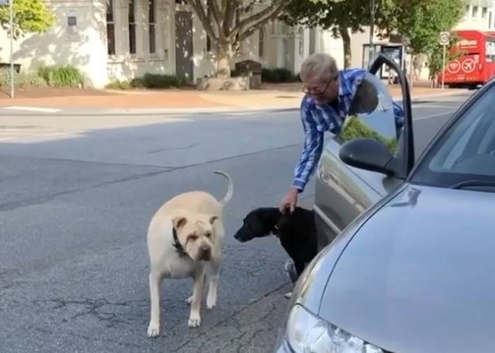 老翁打开车门放两只爱犬出来。