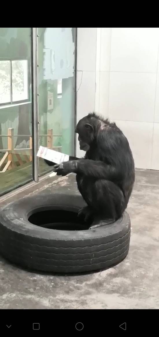 黑猩猩正在看报纸。受访者供图