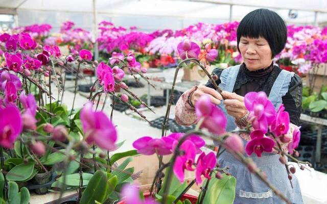 年根花市紧俏 “永春花卉”成了村民增收亮点