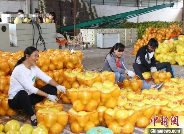 江永县粗石江镇的果农将香柚发往全国各地。陈健林摄