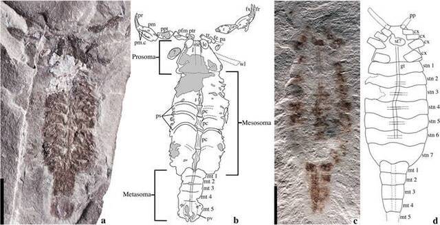 志留纪早期的新种蝎子Parioscorpio venator可能能够离开海洋栖息地爬上陆地