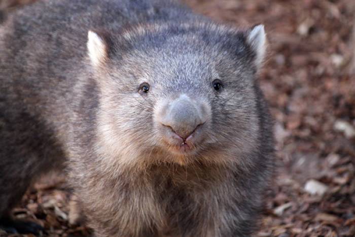 澳洲森林大火袋熊意外成为英雄所挖地洞给其他小动物提供安全避难所