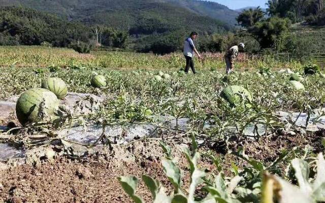 云南露地种植西瓜成熟 大寒时节围着火炉吃西瓜