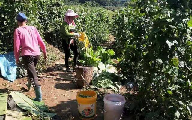 云南露地种植西瓜成熟 大寒时节围着火炉吃西瓜