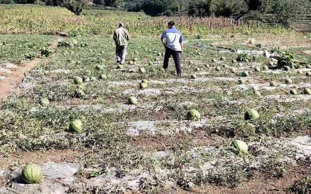 云南露地种植西瓜成熟 大寒时节围着火炉吃西瓜