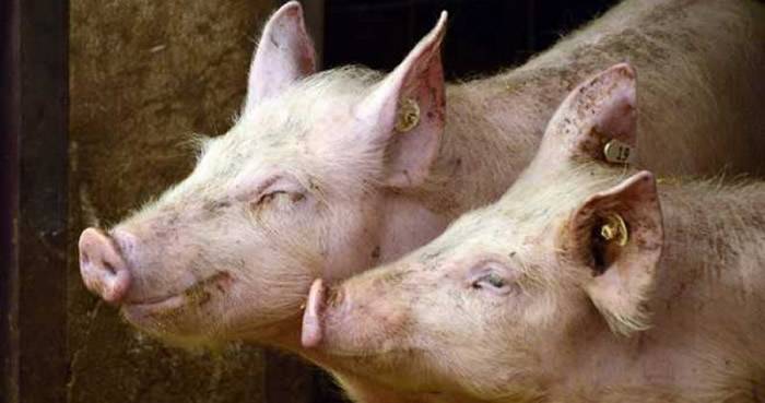 波兰卢宾区农场主人突然人间蒸发惊见白骨警方怀疑遭自己饲养的猪啃食