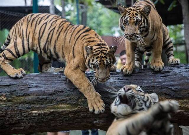 泰国山林有老虎出没。