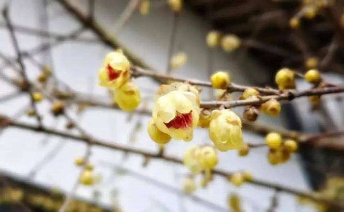 赏梅季来啦！到七里开启一场寻香之旅吧