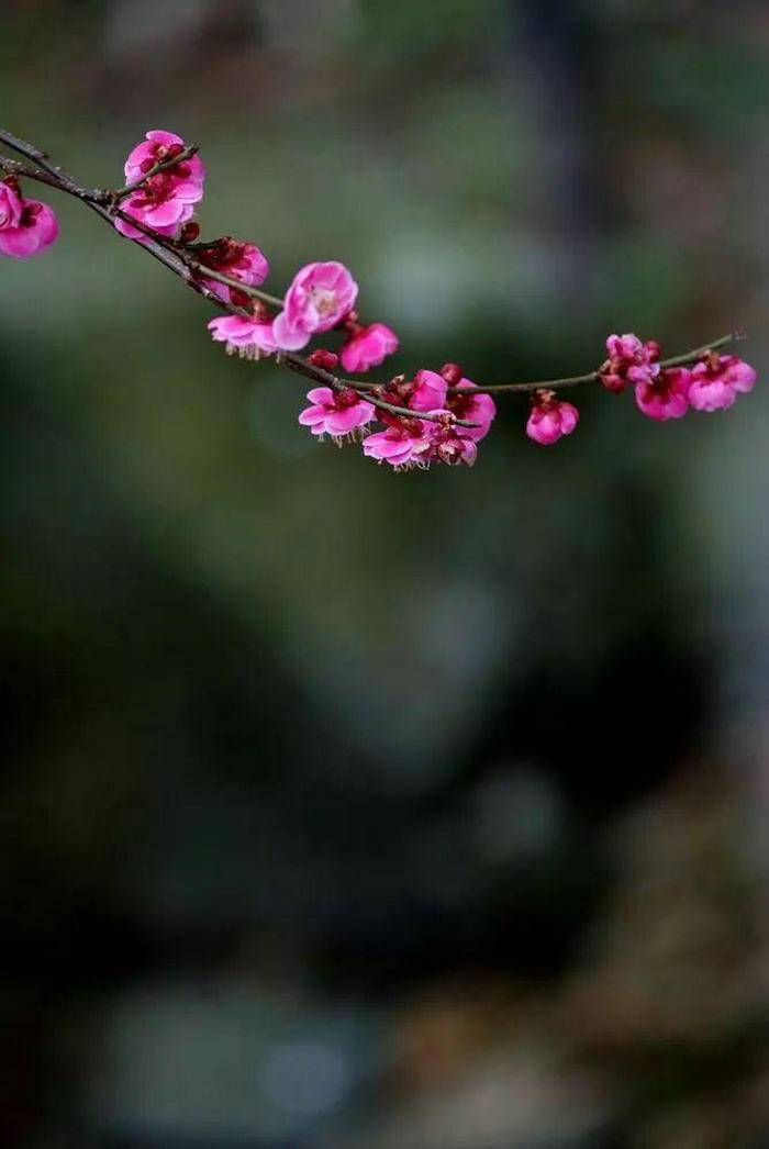 赏梅季来啦！到七里开启一场寻香之旅吧