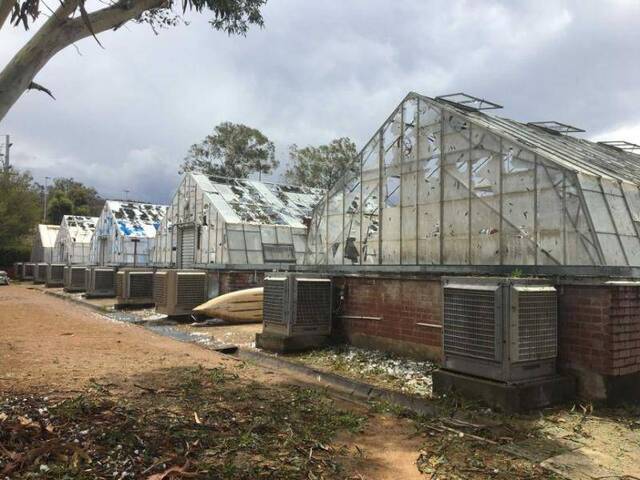 澳大利亚首都遭遇如高尔夫球大小的冰雹突袭(图)