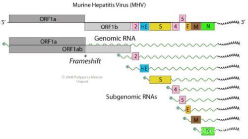 图2。鼠肝炎病毒的基因组。（引自ViralZone网站）