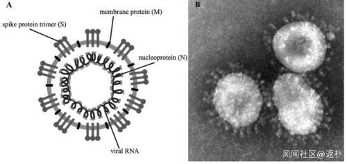 图1 A冠状病毒颗粒示意图；B冠状病毒在电子显微镜下的形态。（来源：美国CDC网站）