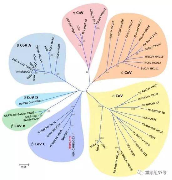 ▲冠状病毒系统发生树。来源：微信公众号“中国疾控动态”