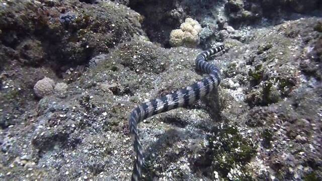 兰屿海域的饭岛氏海蛇（Emydocephalus ijimae）。摄影：杜铭章