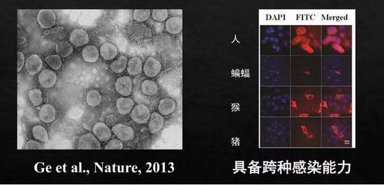 这些野生动物的病毒怎么就到了人类社会？