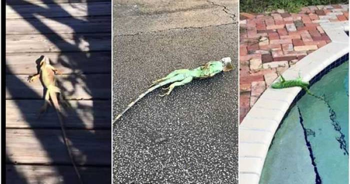 美国佛罗里达州气温骤降国家气象局警示民众要当心“蜥蜴雨”