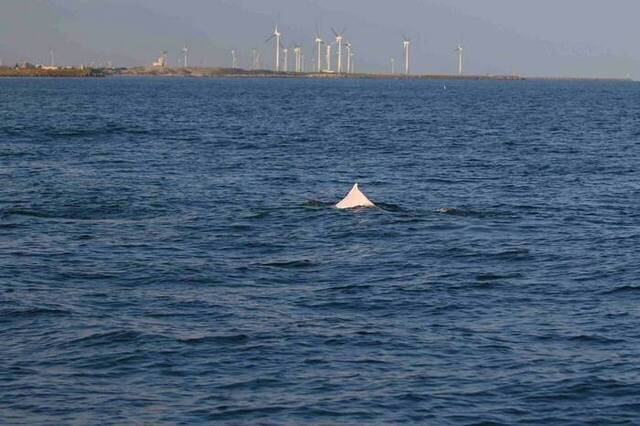 大安溪口到外伞顶洲水深15公尺内的沿海，有三群白海豚出没。图片来源：海保署
