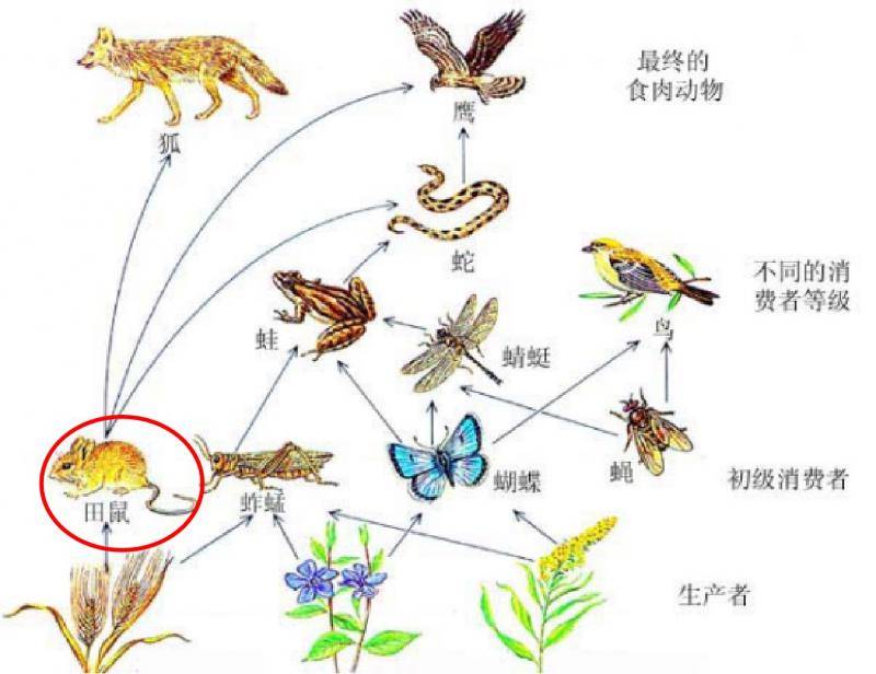 鼠年话鼠 大自然有平衡法则不能任由老鼠灭绝