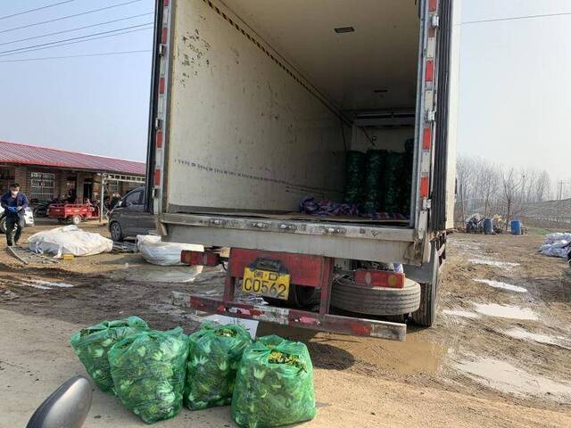 河南信阳菜农支援武汉10万斤菜：希望多些人帮忙运输