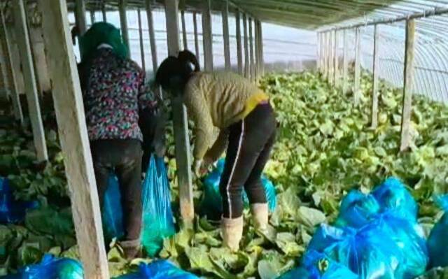 山东临沂甘蓝种植村 外地货车可绕道进棚采购