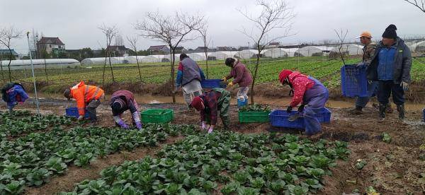 工人采摘青菜。盒马鲜生供图