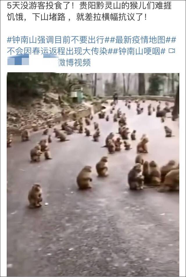 无游客投食野猴堵路？公园辟谣：有专人投喂