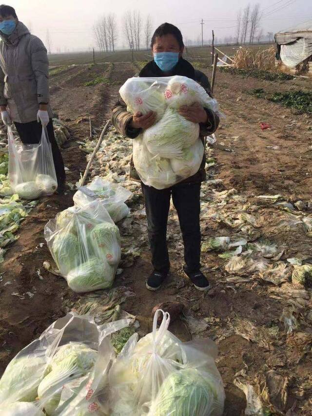 河南农民：我没啥能力 想捐给湖北武汉2000斤白菜