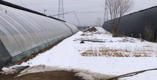 雪后 北京种植户喜忧参半