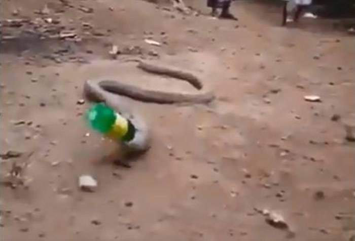 印度一条蛇刚吞下食物腹部肿胀被民众长棍戳反刍吐出宝特瓶