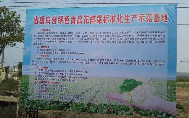 湖北白合村：立春时节“白合花菜”进入植保关键期