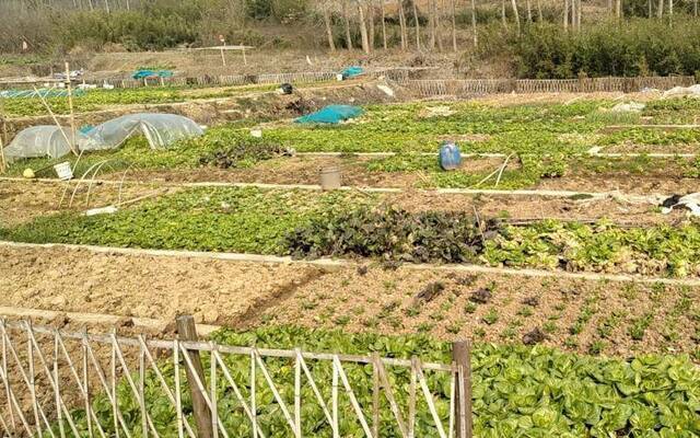 2分地保证蔬菜自给自足 孟塘村村民开始松土备耕