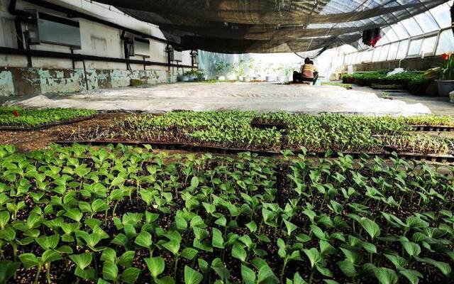 大兴庞各庄西瓜开始育苗 四月底就能上市